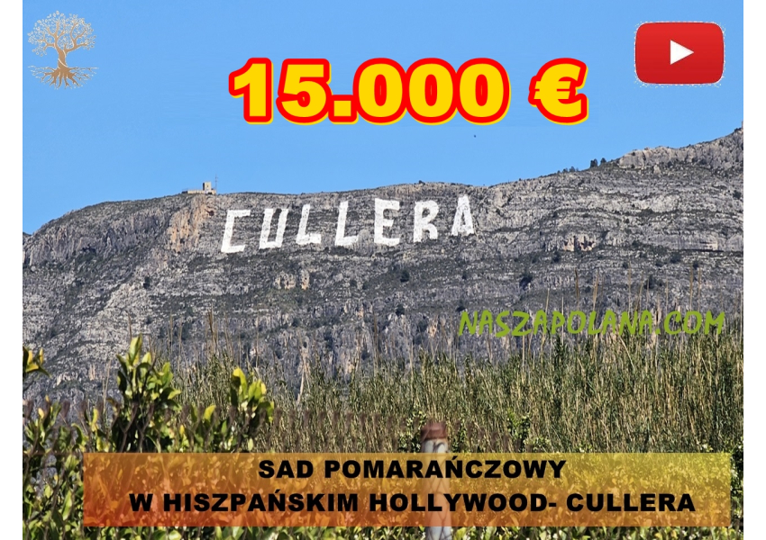 Sad pomarańczowy  w Cullera, Walencja